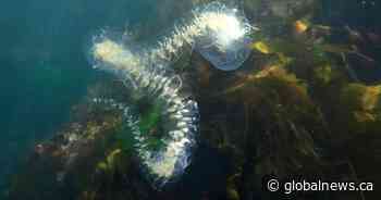 ‘Wonders of the ocean’: Mysterious sea creature spotted in B.C. coastal waters