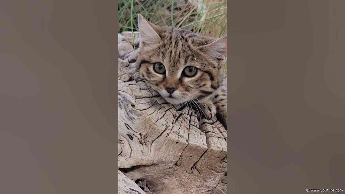 Black-footed cat cutie #shorts
