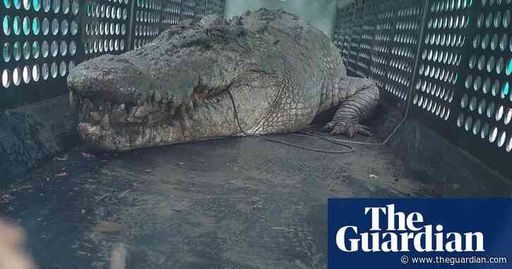 ‘Herbie’ the dangerous 4-metre crocodile captured by Queensland wildlife officers