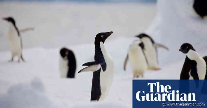 ‘Cautious optimism’ as penguins test positive for bird flu but show no symptoms