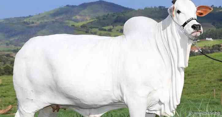 The world's most expensive cow was sold for $4.3 million