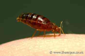 Bed bugs in UK hotels to reach worst levels yet in 2024