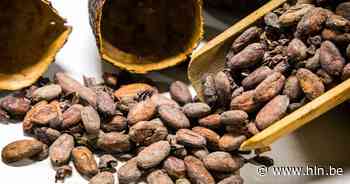 Ton cacao voor het eerst meer dan 10.000 dollar waard: ook chocolade wordt duurder