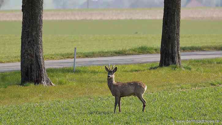 Bremsbereit für Osterhasen und andere Wildtiere – Mit der Zeitumstellung steigt die Gefahr von Wildunfällen