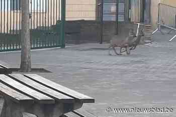 Twee reetjes spelen op speelplaats van basisschool in Kuringen: “Een hoedje geschrokken”