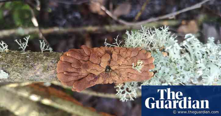 Rare fungus to be moved from Scotland to England in hopes to save species