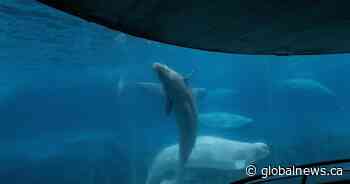 2 more belugas dead at Marineland, bringing total whale deaths to 17 since 2019