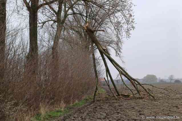 Takken van oude bomen langs Lovaart zorgen voor overlast en gevaar: “Nog nooit gesnoeid”