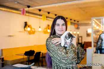 Mechels kattencafé viert eerste verjaardag met honderdste adoptie: “Soms schuiven mensen anderhalf uur aan om binnen te kunnen”