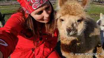 Ebby emigreert met haar alpaca's naar Indonesië: "Ze gaan mee het vliegtuig in!"