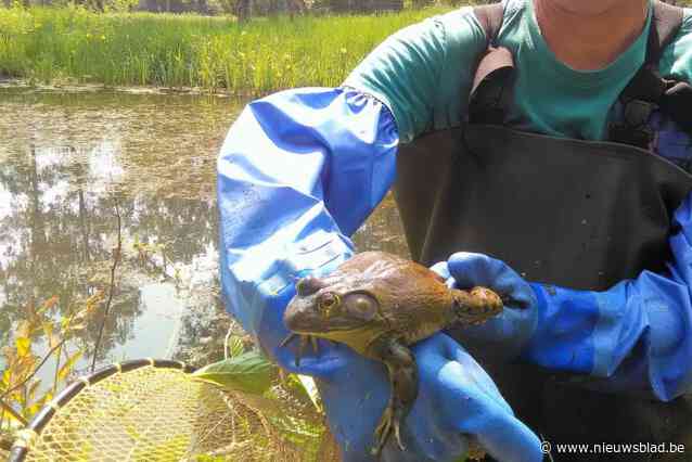 Onderzoeksteam roept op om elke stierkikker te melden: “Her en der zijn alle groene kikkers en salamanders al opgegeten”