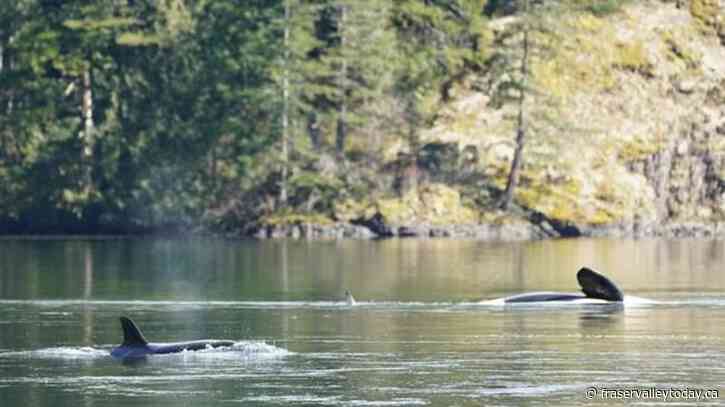 Stranded orca was pregnant, while efforts to save her other calf turns on rising tide