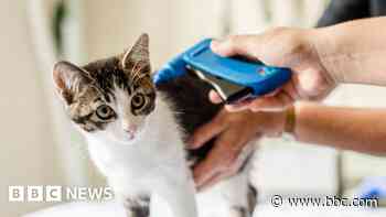 Free cat microchipping is charity's first in UK