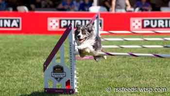 Fetch! Purina Pro Plan Incredible Dog Challenge coming to Clearwater