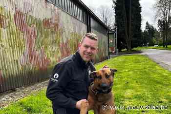 Politiehond Marco is eerste dual purpose hond in zone Westkust