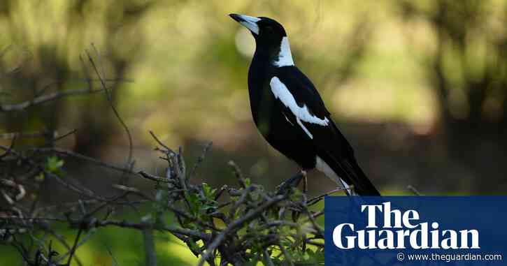 Molly the magpie: Queensland premier backs return of Instagram-hit bird to couple after being seized