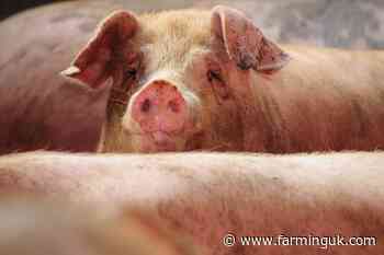 Pig producers must consider &#39;very real threat&#39; of African swine fever