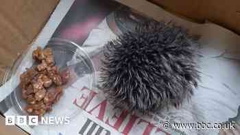 Rescued baby hedgehog turns out to be hat bobble