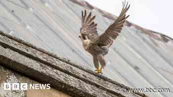 Falcons return to cathedral for third year in a row