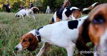 Animal rights groups seek review of Ontario’s new hunting dog law