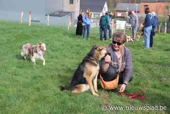 Nieuwe hondenlosloopzone in Molenstede: “Dit bevordert sociaal contact van honden én baasjes”