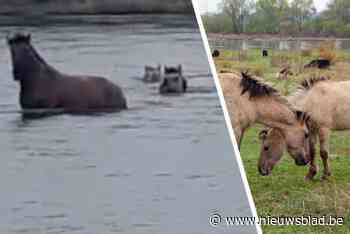Lanakense fotograaf ziet hoe koninkpaarden meters ver meegesleurd worden in de Maas