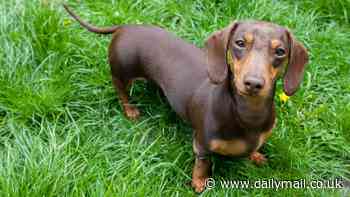 Is it cruel to buy a sausage dog? As Germany inches closer to banning dachshunds, vets warn our obsession with 'stubby' legs means the breed now endures a 'lifetime of suffering'