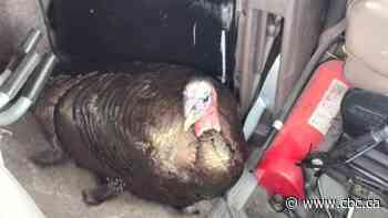 Wild turkey survives after slamming into big rig's windshield on southwestern Ontario highway