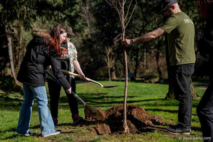 Get a tree planted in your park strip. Fort Wayne's Citizen-Match Tree Program now open for applications