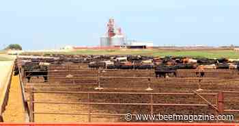 Large feedlot placements and more on-feed