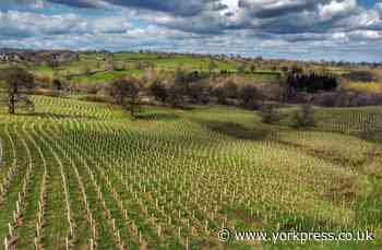 Johnson's Nurseries supplies 29,000 trees to Swinton Estate