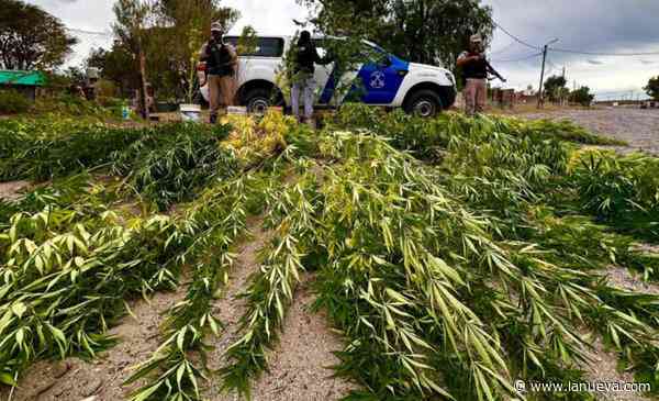 Plantación de marihuana: operativo de Prefectura en Río Negro