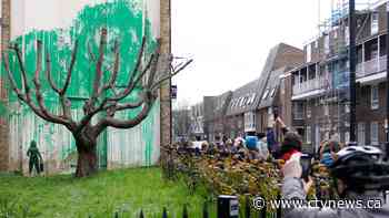 Banksy tree mural that sprouted in London is fenced off after apparent vandalism
