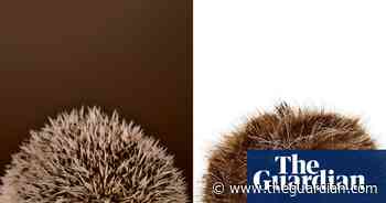 Is it a hedgehog – or a hat bobble? It can be surprisingly difficult to tell the difference
