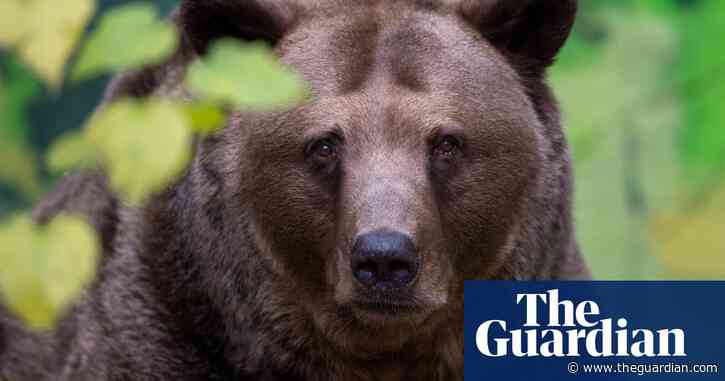 Brown bear that attacked five people shot dead, says Slovakian minister