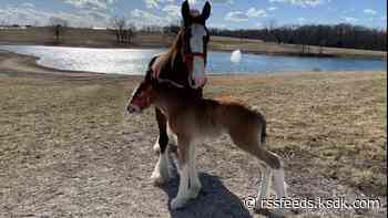 The making of a Budweiser Clydesdale