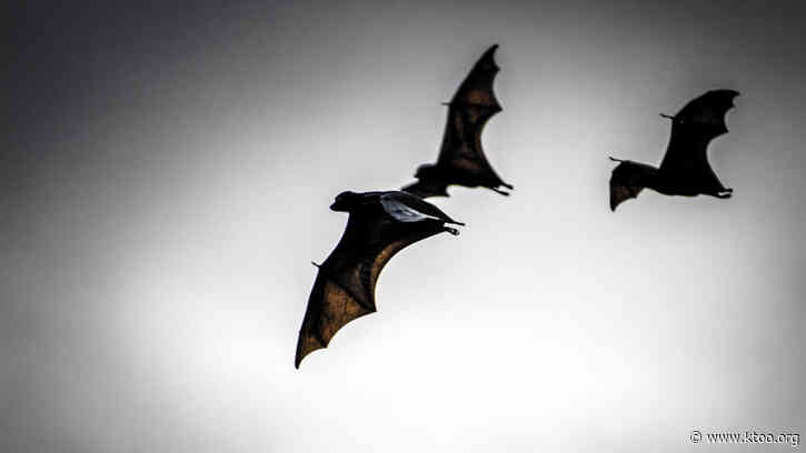 How do we halt the next pandemic? Be kind to critters like bats, says a new paper
