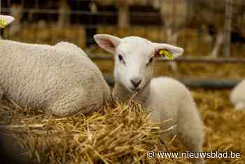 Lammetjesdagen bij twee boeren in paasweekend