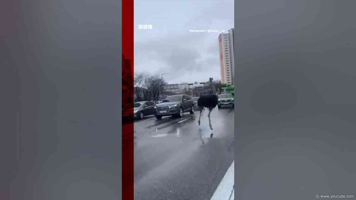 This ostrich was spotted roaming the streets of South Korea. #Shorts #SouthKorea #BBCNews