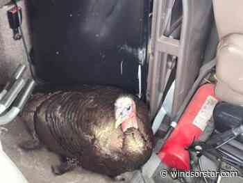 Smash! Wild encounter for turkey, truck driver on Hwy 3