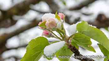 Wie Sie Ihre blühenden Obstbäume vor Spätfrost schützen