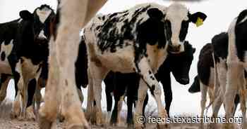 Cows at three Texas dairy farms have bird flu, another blow to Cattle Country following wildfires