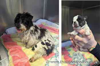 Dog rescued by RSPCA in Barking gives birth to healthy puppy