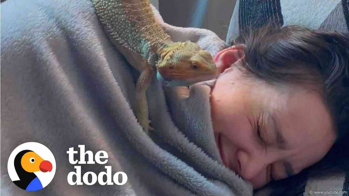 Woman Rescues A Bearded Dragon Thinking He Will Be Calm And Mellow...  | The Dodo