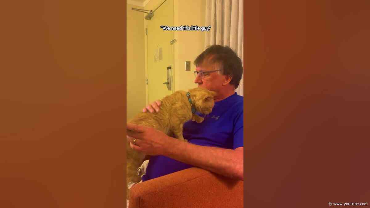 Scruffy Shelter Cat Starts His New Life | The Dodo