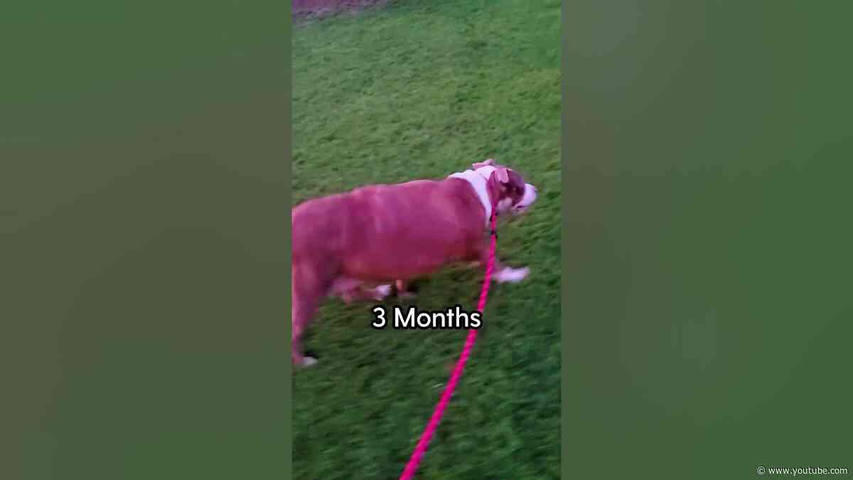 You Won't Believe How Much Weight This Foster Dog Lost! | The Dodo