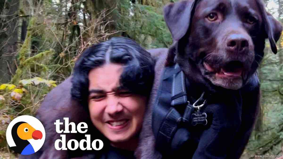 Family Carries Their Injured Lab Down A Mountain | The Dodo