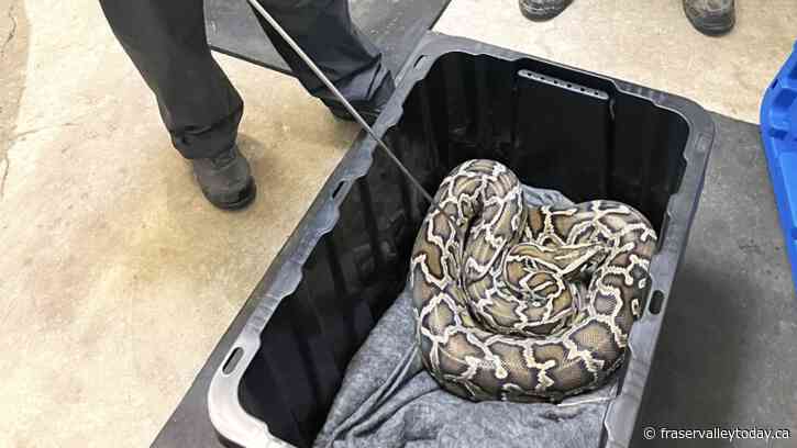 Conservation officers seize massive python from Chilliwack home; enforcement action pending