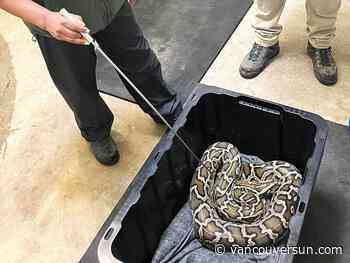 Burmese python seized from Chilliwack home by B.C. conservation officers