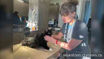 Saskatoon animal clinic feeling pressure from vet shortage